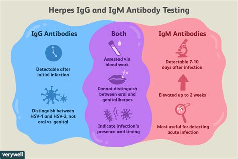 1 Further testing may be appropriate for patients with a low or unexpected <b>positive</b> HSV-2 <b>IgG</b> result. . False positive igg herpes test